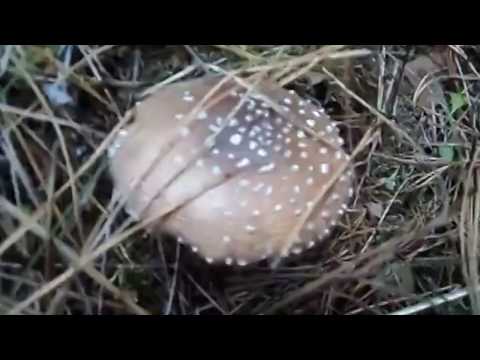 Amanita pearl: photo and description