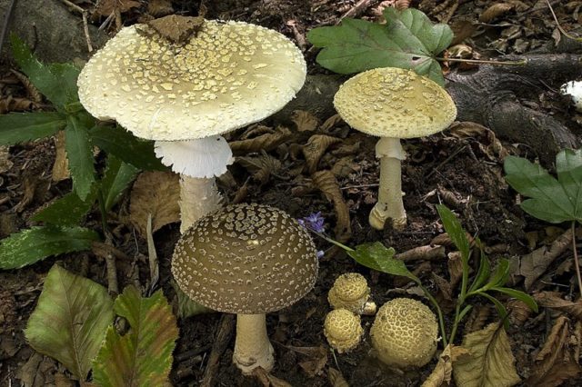 Amanita rough: photo and description