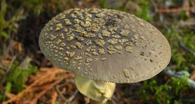 Amanita rough: photo and description