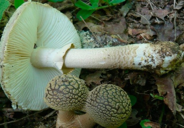 Amanita rough: photo and description