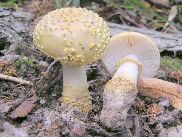 Amanita rough: photo and description