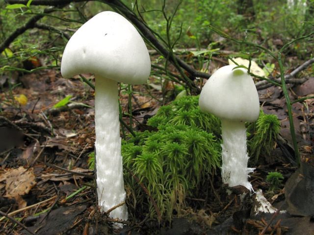 Amanita smelly (white toadstool): description and photo, symptoms of poisoning