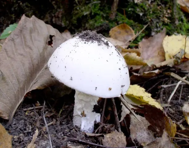 Amanita smelly (white toadstool): description and photo, symptoms of poisoning