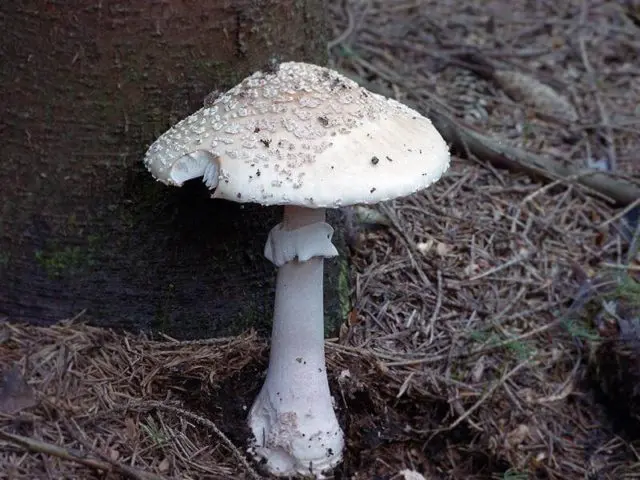 Amanita smelly (white toadstool): description and photo, symptoms of poisoning