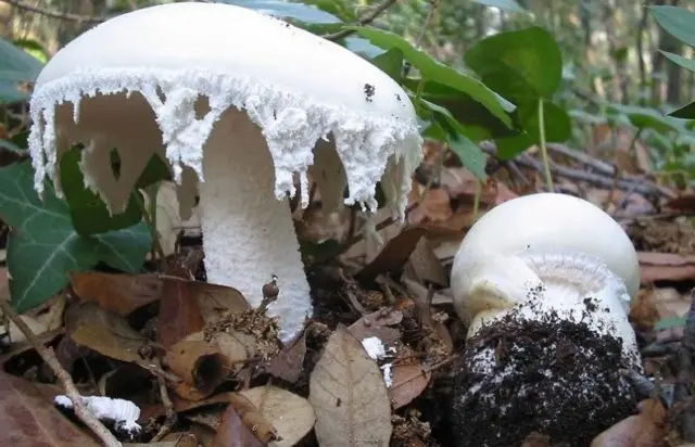 Amanita smelly (white toadstool): description and photo, symptoms of poisoning