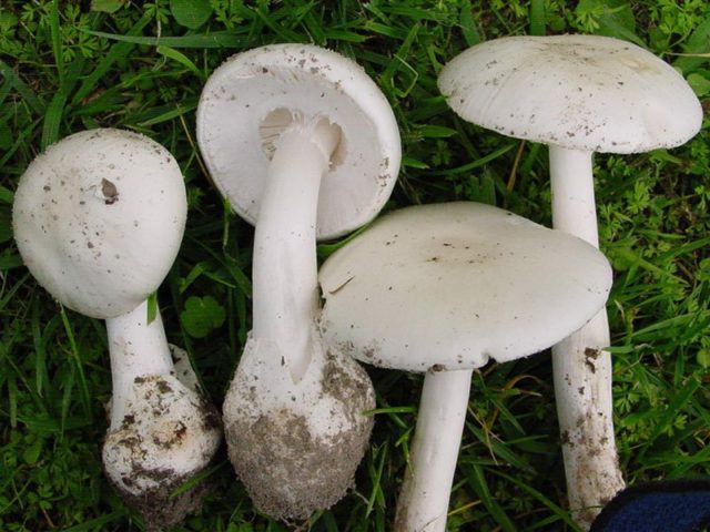 Amanita smelly (white toadstool): description and photo, symptoms of poisoning