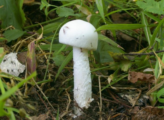 Amanita smelly (white toadstool): description and photo, symptoms of poisoning