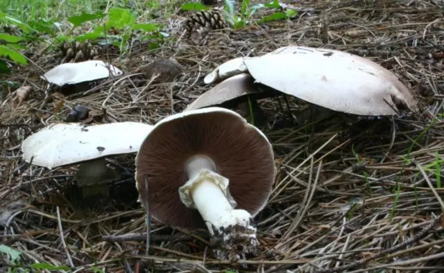 Amanita smelly (white toadstool): description and photo, symptoms of poisoning