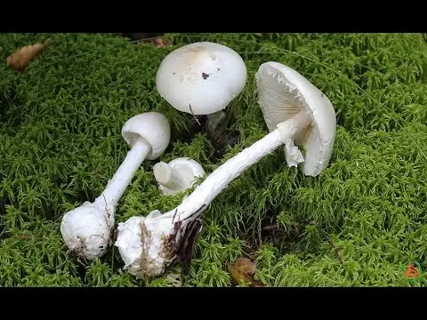 Amanita smelly (white toadstool): description and photo, symptoms of poisoning