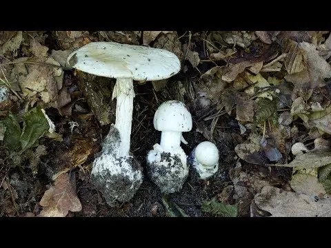 Amanita stink agaric (Amanita virosa) photo and description