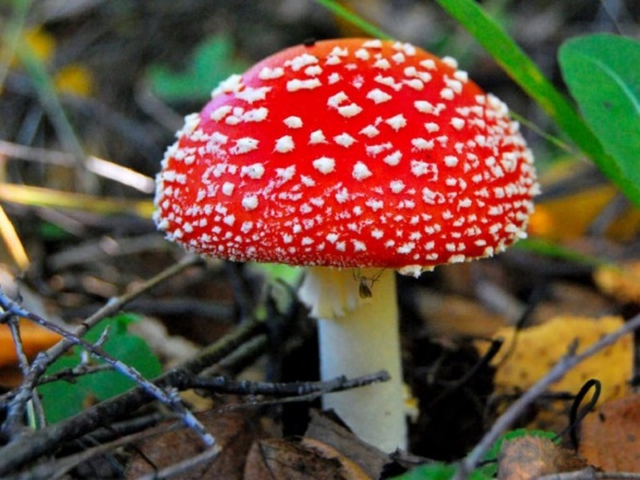 Amanita tincture on vodka: use for the treatment of joints, with oncology, useful properties