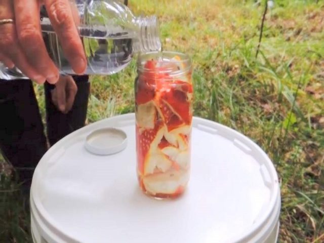 Amanita tincture on vodka: use for the treatment of joints, with oncology, useful properties