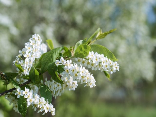 Amaretto from bird cherry at home