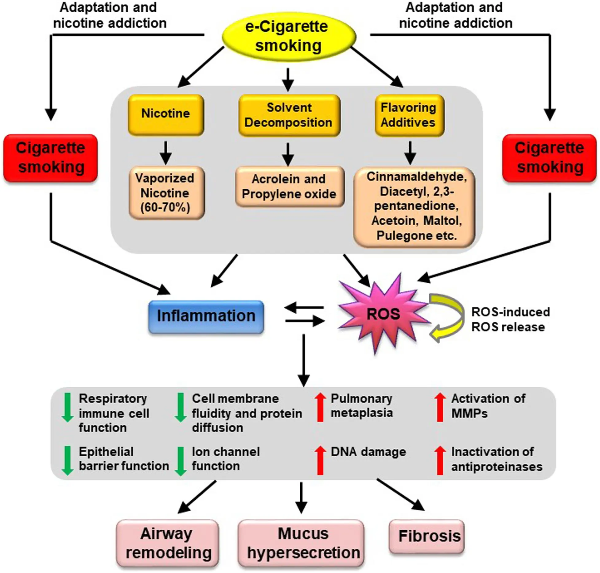 Ambro for acute and chronic respiratory diseases. How to use the drug?