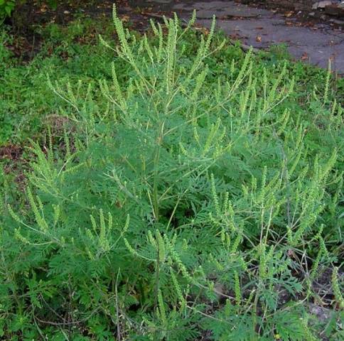 Ambrosia: a quarantine weed