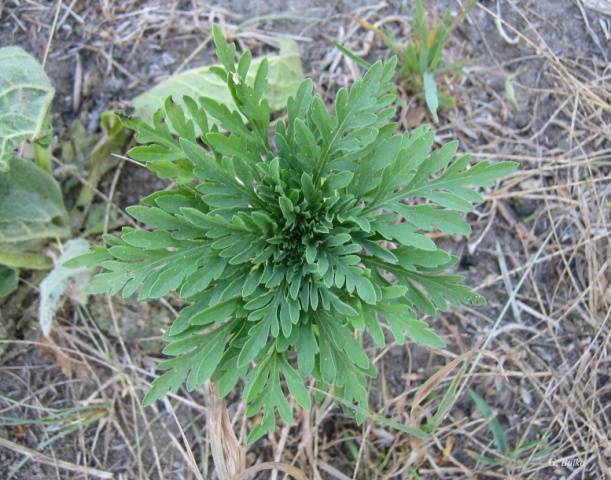 Ambrosia: a quarantine weed