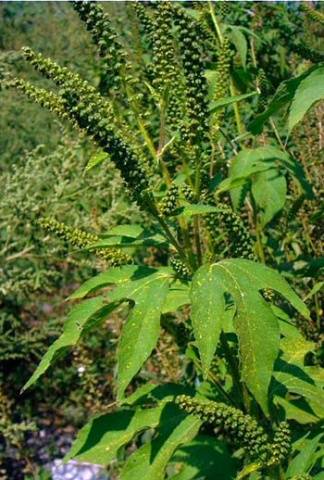 Ambrosia: a quarantine weed