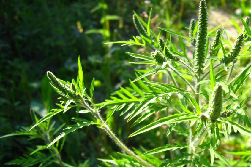 Ambrosia artemisia: plant photo, species, distribution and methods of weed control