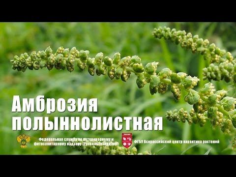 Ambrosia artemisia: plant photo, species, distribution and methods of weed control