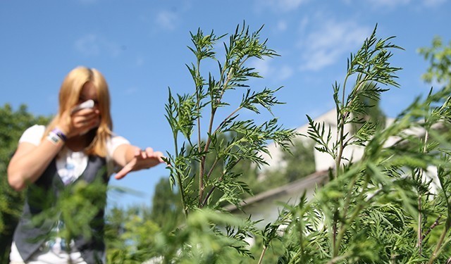 Ambrosia artemisia: plant photo, species, distribution and methods of weed control