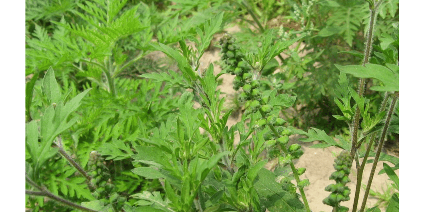 Ambrosia artemisia: plant photo, species, distribution and methods of weed control