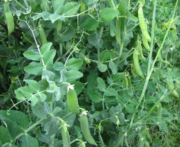 Ambrosia vegetable peas: variety description, planting