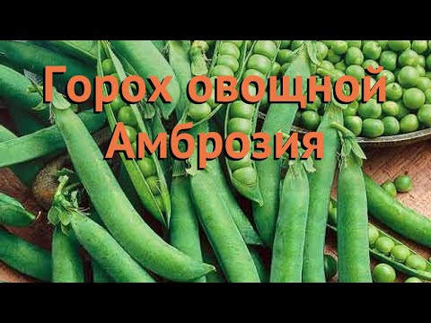 Ambrosia vegetable peas: variety description, planting