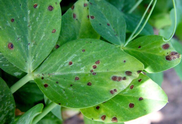 Ambrosia vegetable peas: variety description, planting