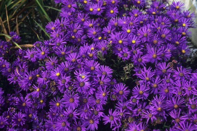 American (New England) aster: planting and care, cultivation