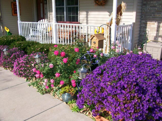 American (New England) aster: planting and care, cultivation