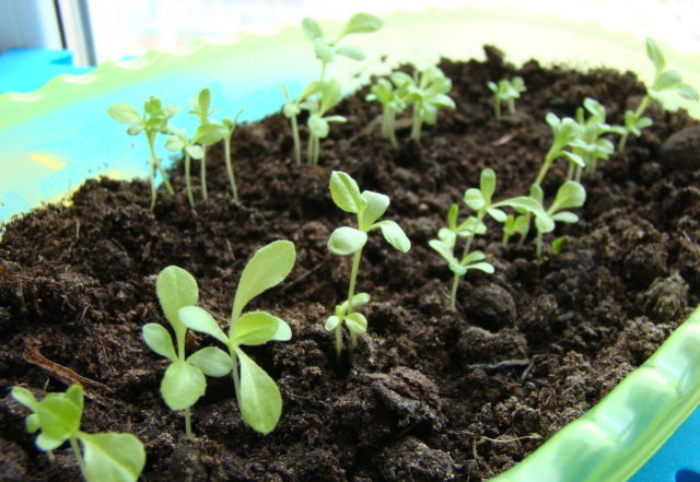 American (New England) aster: planting and care, cultivation