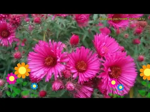 American (New England) aster: planting and care, cultivation