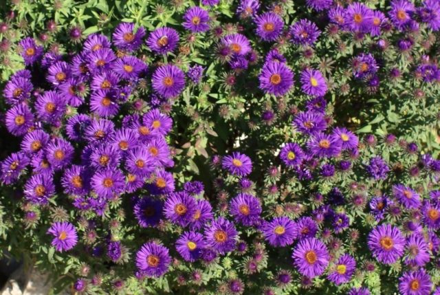 American (New England) aster: planting and care, cultivation