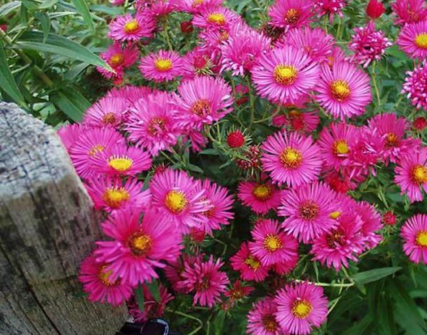 American (New England) aster: planting and care, cultivation