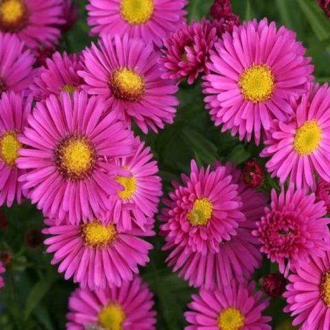 American (New England) aster: planting and care, cultivation