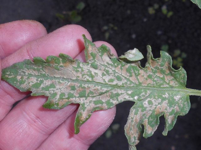 American (New England) aster: planting and care, cultivation