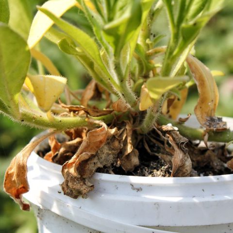 American (New England) aster: planting and care, cultivation