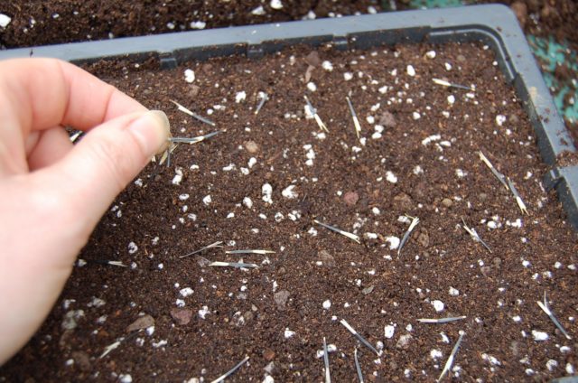 American (New England) aster: planting and care, cultivation