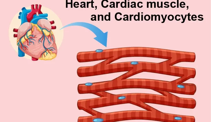 Americans discovered an easy method of obtaining heart muscle cells