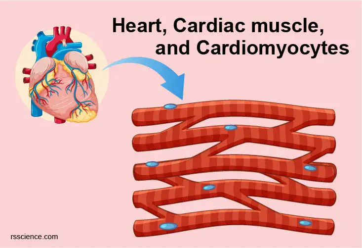 Americans discovered an easy method of obtaining heart muscle cells