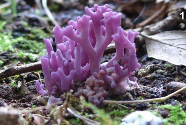 Amethyst horn: description and photo, edibility