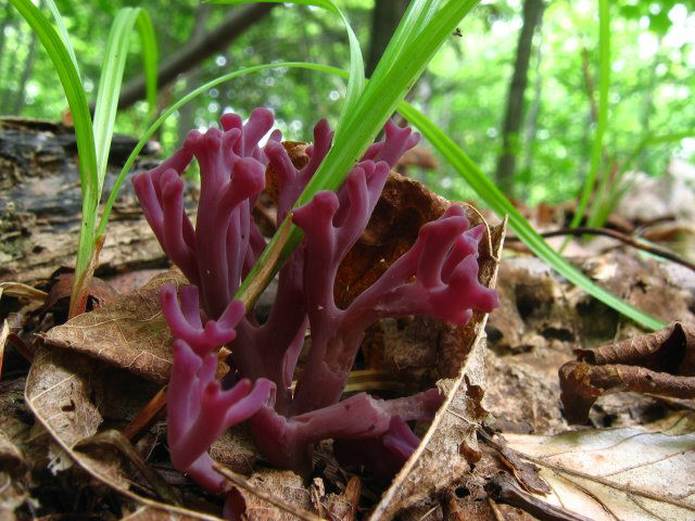 Amethyst horn: description and photo, edibility