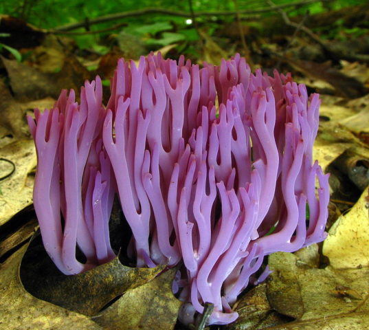 Amethyst horn: description and photo, edibility