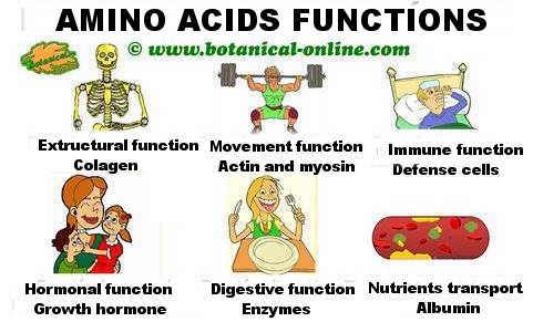 Amino acids – what are their functions in the body? – Healthy Food Near Me