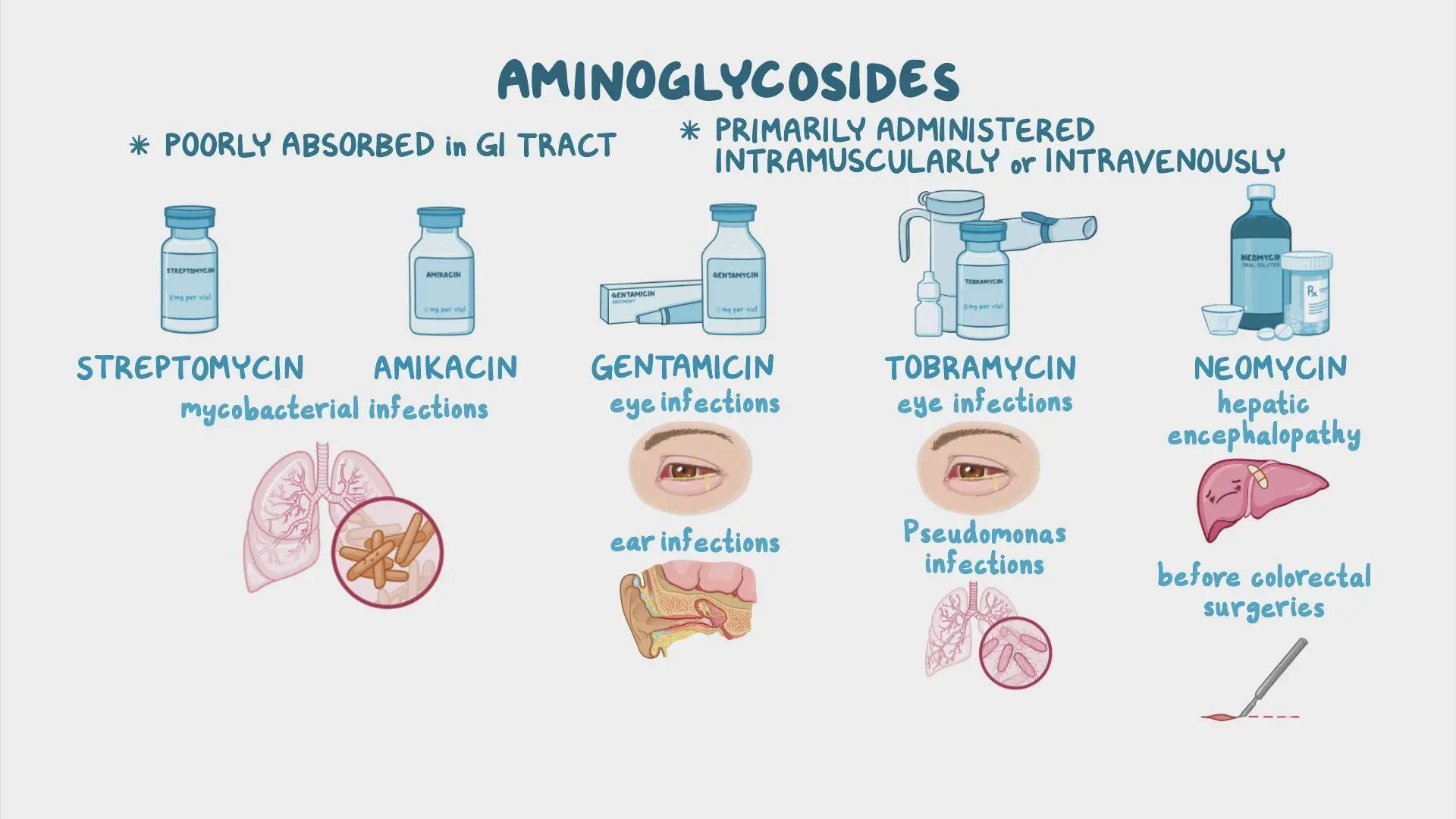 Aminoglycosides &#8211; description, action, application, side effects