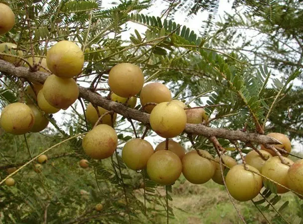 Amla Indian gooseberry: useful properties, use in cosmetology, traditional medicine