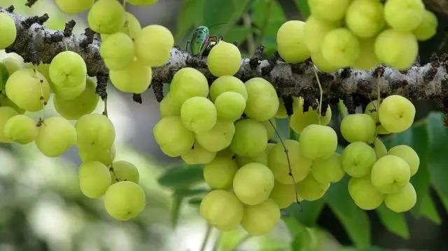 Amla Indian gooseberry: useful properties, use in cosmetology, traditional medicine