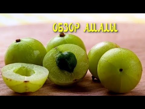 Amla Indian gooseberry: useful properties, use in cosmetology, traditional medicine