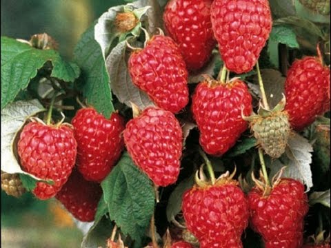 Ammonia for raspberries: as a fertilizer, from pests, how to breed