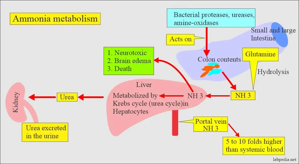 Ammonia &#8211; study, standards. Symptoms of ammonia in the blood